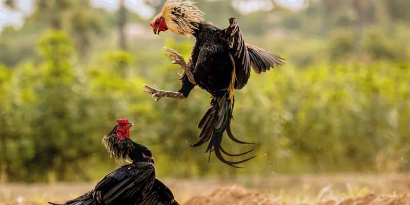 Sân chơi đá gà Onbet luôn minh bạch, rõ ràng